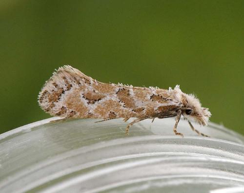 Ateliotum hungaricellum